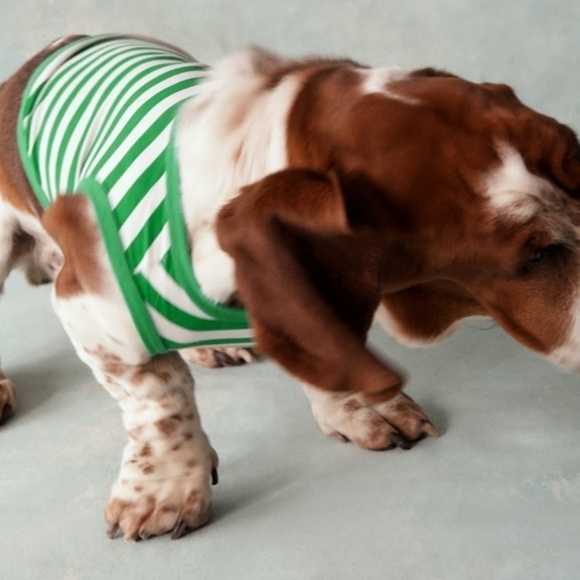 Zara Pet Dog Muscle Tee - Picture 5 of 10